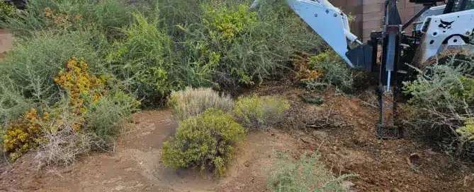 A Bobcat skid steer clearing heavy brush and native vegetation for site preparation in the North Albuquerque Acres foothills.