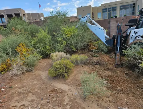 Land Clearing in Albuquerque